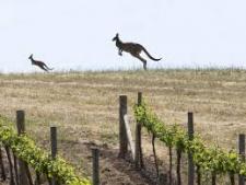 Kangaroos in Vineyard