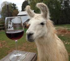 Llama with Wine